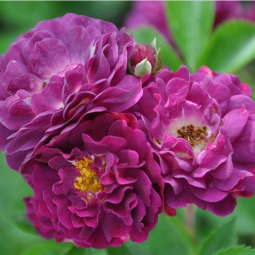 Vendita, rose rose rambler - porpora - Rosa Bleu Magenta - rosa dal profumo discreto - Grandes Roseraies du Val de Loire - Rosa rampicante che florisce solo una volta, con fiori dal colore luminoso e fragranza piacevole.